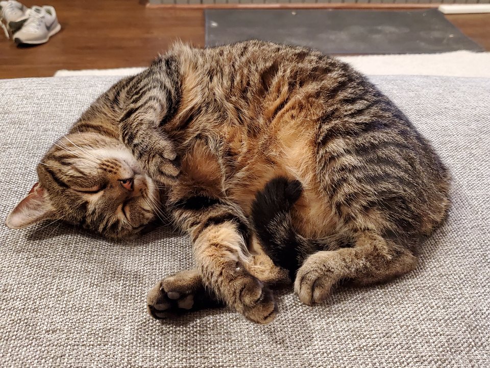 A tabby cat curled up asleep on a gray rug in front of a fireplace