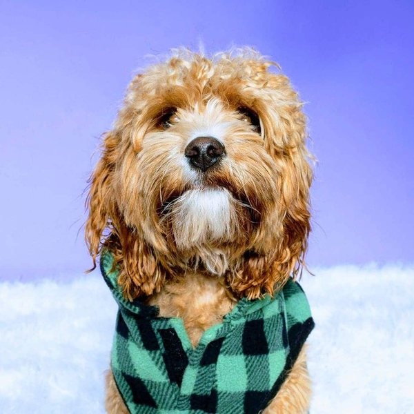 Zeke, a curly-haired dog in a green plaid hoodie